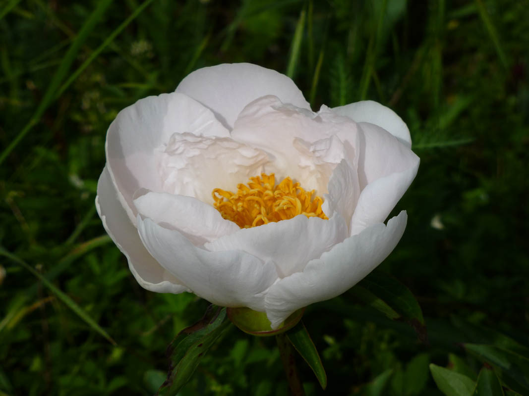 Paeonia sp2 photo